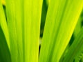 Abstract of The walking iris Leaves Royalty Free Stock Photo