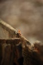 Abstract wallpaper of an ant in wooden log with bokhe background. Royalty Free Stock Photo