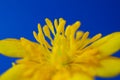 Abstract wallpaper with detail of anemone herb close up image of yellow flower.