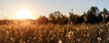 Abstract warm landscape of dry wildflower and grass meadow on warm golden hour sunset or sunrise time. Tranquil autumn Royalty Free Stock Photo