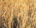 Abstract warm landscape of dry wildflower and grass meadow on warm golden hour sunset. Tranquil autumn fall nature field Royalty Free Stock Photo