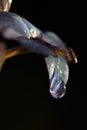 Abstract water drop purple petal