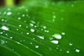 Abstract water drops on fresh green banana leave Royalty Free Stock Photo