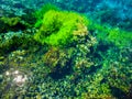 Abstract Water Plants seen through surface at Famous Pupu Spring Royalty Free Stock Photo