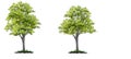 Tree side view for landscape plan