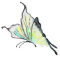 Abstract Watercolor hand drawn butterfly Royalty Free Stock Photo