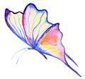 Abstract Watercolor hand drawn butterfly Royalty Free Stock Photo