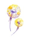 Abstract watercolor illustration of bright multicolor dandelions  isolated on white background Royalty Free Stock Photo