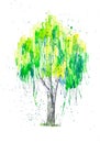 Abstract watercolor illustration of green Russian birch tree with splashis isolated on white background. Hand painted on paper