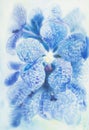 Abstract watercolor original painting blue color of vanda coerulea flower Royalty Free Stock Photo