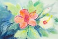 Abstract watercolor original painting pink orange color of hibiscus flower Royalty Free Stock Photo