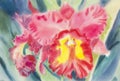 Abstract watercolor original painting pink red color of orchid flower