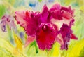 Abstract watercolor original painting purple pink color of orchid