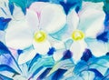 Abstract watercolor original painting white color of orchid flower Royalty Free Stock Photo