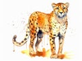 Watercolor painted exotic wild cheetah, cat Leopard, isolated on white background Royalty Free Stock Photo