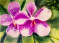 Abstract watercolor painting on paper of orchid flower. Royalty Free Stock Photo