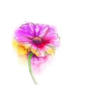 Abstract watercolor painting red gerbera, daisy flower Royalty Free Stock Photo