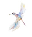 Abstract watercolor painting of small flying humming bird isolated on white background