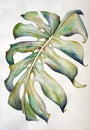 Abstract watercolor painting of a swiss cheese plant leaf. Handmade with ink and water