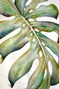 Abstract watercolor painting of a swiss cheese plant leaf. Handmade with ink and water