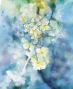 Abstract watercolor painting white Apricot tree flower