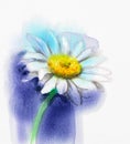 Abstract watercolor painting white gerbera, daisy flower Royalty Free Stock Photo