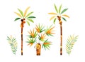 Abstract watercolor palm trees and leaves set