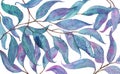 Abstract watercolor pattern with eucalyptus leaves on white background