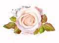 Abstract watercolor rose with leaves on white background. Watercolor painting grunge illustration Royalty Free Stock Photo