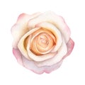 Abstract watercolor rose on white background. Watercolor painting grunge illustration Royalty Free Stock Photo