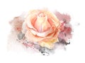 Abstract watercolor rose on white background. Watercolor painting illustration Royalty Free Stock Photo