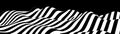 Abstract wave of white and black curved lines. Hallucination. Optical illusion. Dynamic wave. Vector