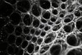 Abstract web-like structure, intricate patterns, dark background, ethereal design Royalty Free Stock Photo
