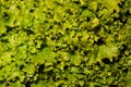 Abstract wet lettuce background