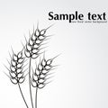 Abstract wheat background