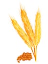 Abstract wheat ears with ripe