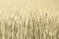 Abstract wheat field texture. meadow nature background Royalty Free Stock Photo