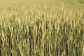 Abstract wheat field texture. meadow nature background Royalty Free Stock Photo