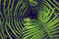 Abstract whirlwind closeup perspective of green fern leaves nature background.