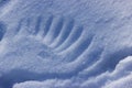 Abstract white background with animal footprints in the snow. Paw print of a wild or domestic animal on white snow in winter