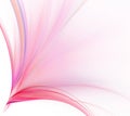 Abstract white background. Colorful explosion or bouquet of rose Royalty Free Stock Photo