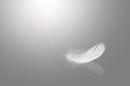 Abstract White Bird Feather Falling with Reflection. Swan Feather on Gray Background. Royalty Free Stock Photo