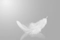 Abstract White Bird Feather with Reflection. Softness of Feather. Swan Feather on Gray Background. Royalty Free Stock Photo