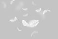 Abstract White Bird Feathers Floating in The Air. Swan Feather on Gray Background Royalty Free Stock Photo