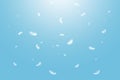 Abstract White Bird Feathers Floating in A Blue Sky. Freedom, Feather Softness, Falling White Feathers