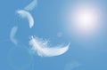 Abstract White Bird Feathers Floating in A Blue Sky. Softness of Feathers Falling in Heavenly