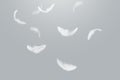 Abstract White Bird Feathers Floating in The Sky. Freedom, Feather Softness, Falling White Feathers