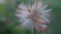 Abstract White and Brown Flower Macro Lens Royalty Free Stock Photo