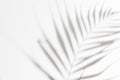 Abstract white clean background with shadow from palm or monstera leaves. Gray shadow photo overlay. Tropical tree