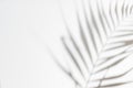 Abstract white clean background with shadow from palm or monstera leaves. Gray shadow photo overlay. Tropical tree